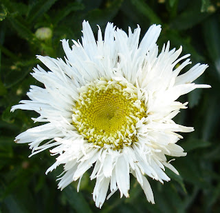 shasta daisy agalia