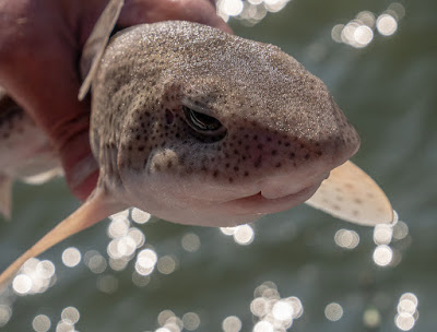 Photo of one of the dogfish Phil caught on this trip