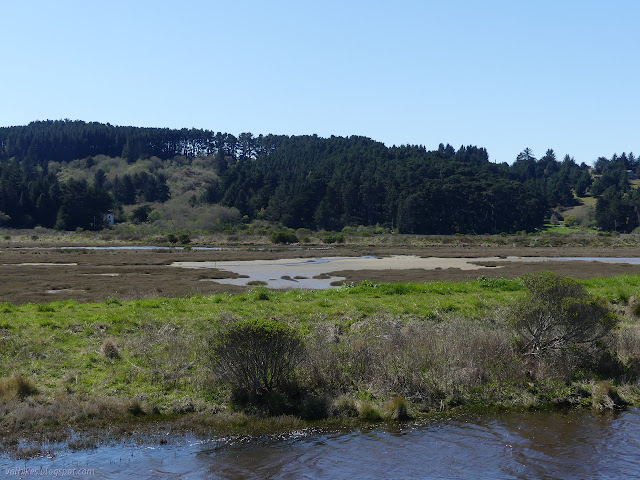 trees on the spit