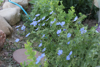 Blue Flax Flowers, Living from Glory To Glory Flowers...