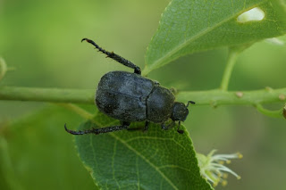 Scarabée trifascié - Hoplia trifasciata