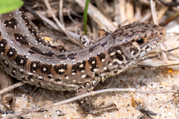 Sand lizard