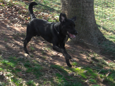 Picture of Rudy running in the fenced in yard