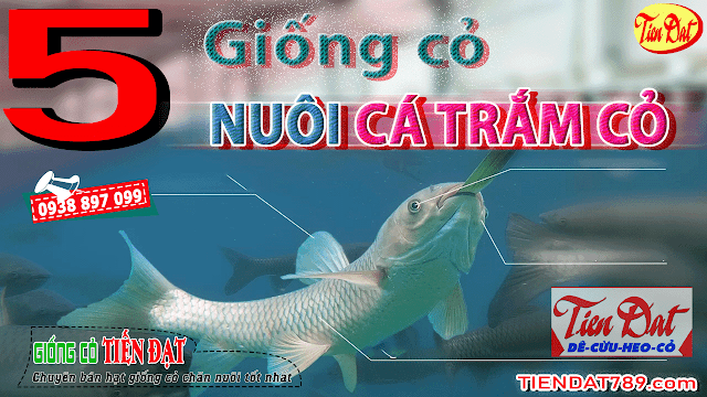 Top 5 giống cỏ nuôi cá trắm cỏ năng xuất tốt nhất hiện nay nên trồng tại nhà