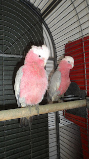 Parrots for sale