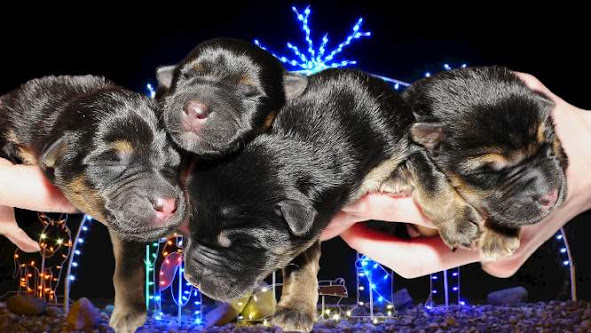Puppies at Christmas