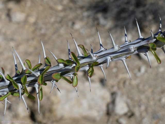 07: sharp, long thorns