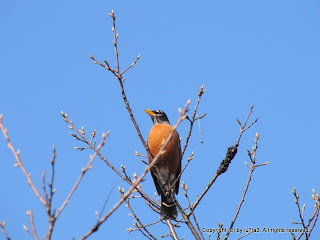 American Robin