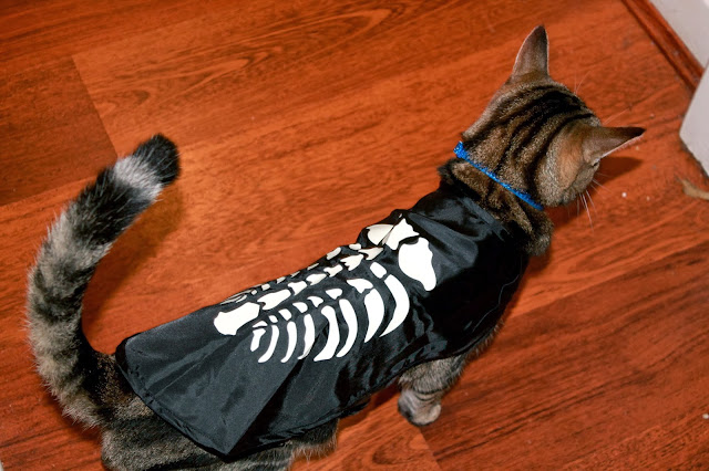 halloween cat costume