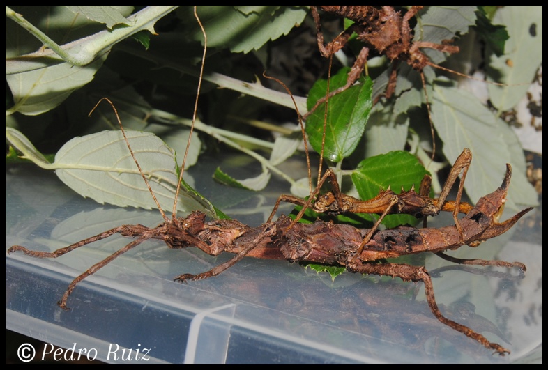 Cópula de Trachyaretaon sp. aurora