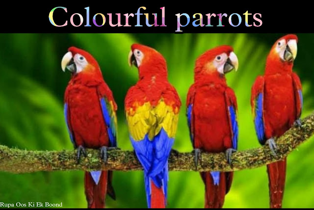 तोते के बारे में 23 रोचक तथ्य || 23 Interesting facts about Parrot ||