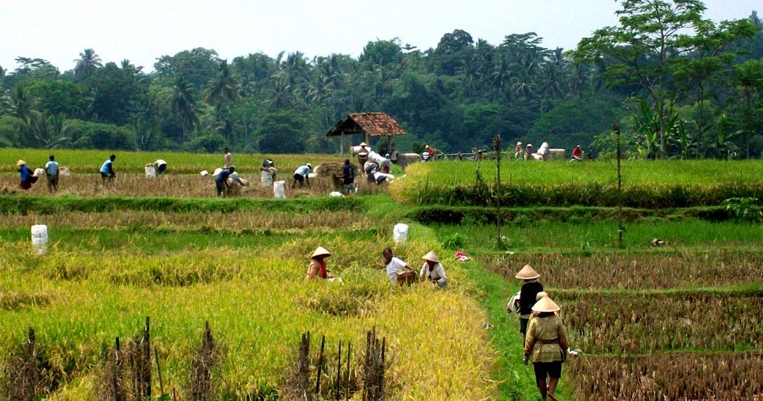 kangen ndeso Panen Padi di Sawah