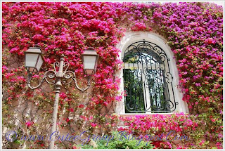 Beautiful Bougainvillea Vines