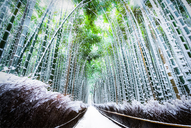 嵐山 櫻花 楓葉 竹林 花燈路 野宮神社 天龍寺 常寂光寺 豆腐三忠 足湯 風風的湯 渡月橋 和服之森