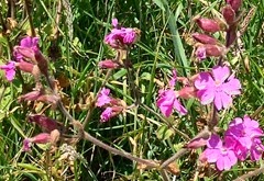 red campion