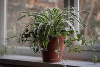 spider plants