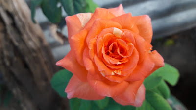 Fresh Orange Rose 