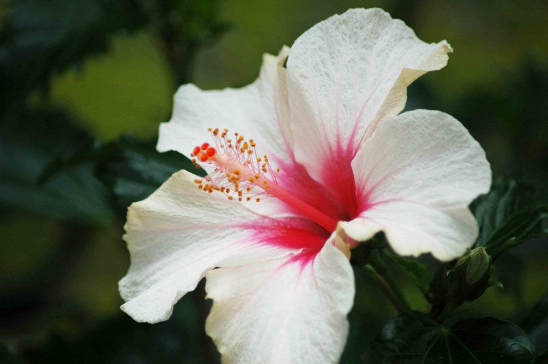 White Hibiscus Flower # 1