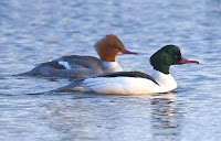 Common merganser pair, Vaxholm,  Sweden - by Bengt Nyman