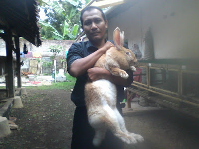 peternak kelinci di banyuwangi