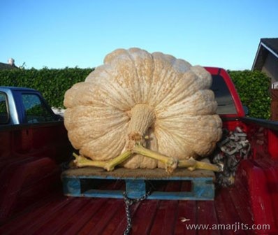 Giant-Foods (11)