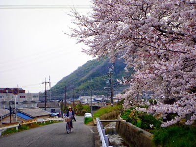 路傍の桜