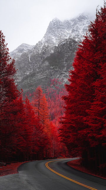 Wallpaper Red Pine Trees, Hd, 4k Images. 