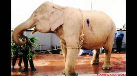 Capturan a elefante blanco en Birmania