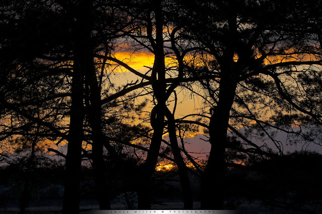 Knoop in de boom @ zonsondergang- Knot in a tree @ sunset