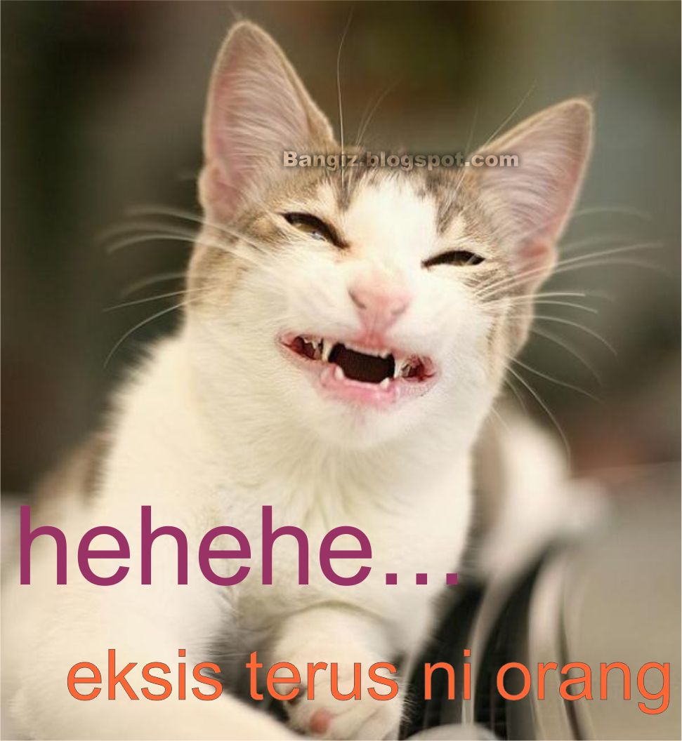 Meme Lucu Kucing Galau Stok Gambar Lucu