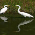 Por iniciar el Festival Internacional de Aves Migratorias