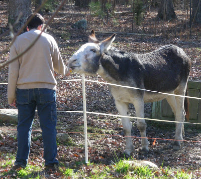 Feeding treats to a donkey