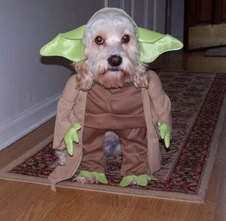 funny looking dog photo yoda pic star wars