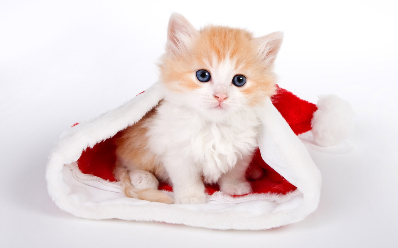  Cute  Cat  Wallpapers  HD 