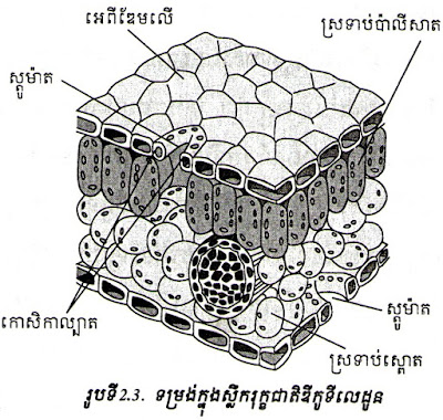 ទម្រង់ខាងក្នុងស្លឹករុក្ខជាតិឌីកូទីលេដូន, ស្រទាប់បាលីសាត, ស្រទាប់អេពីឌែលើ,  ក្លរ៉ូភីល,  ស្រទាប់ស្ពោត, ស្លឹក, ស្លឹករុក្ខជាតិ, ស្លឹកឌីកូទីលេដូន, នាទីរបស់ស្លឹក, នាទីរបស់ស្លឹករុក្ខជាតិ,