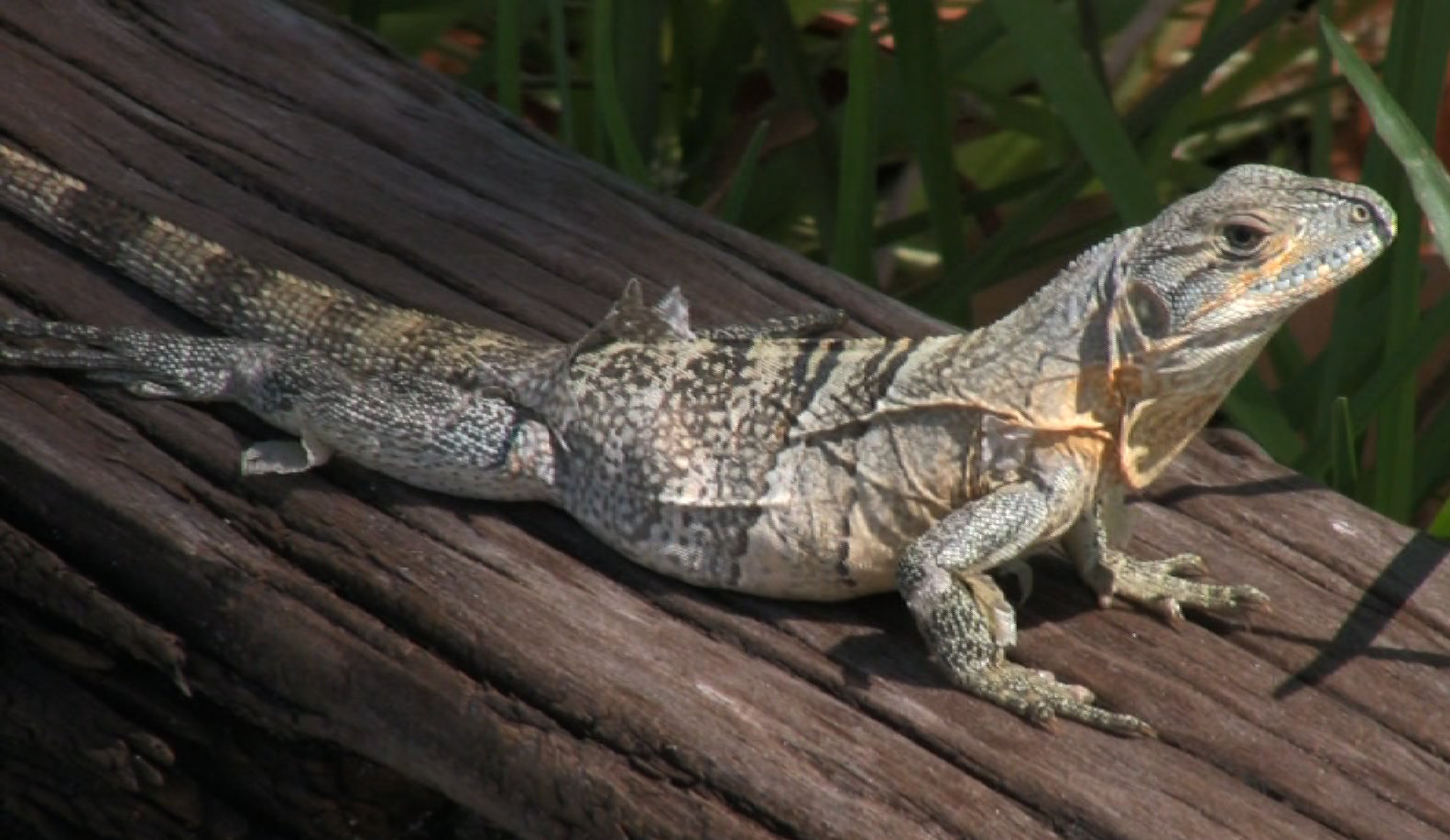 iguana hijau terbesar