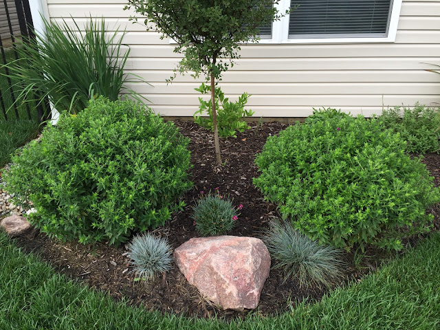 purple dome aster