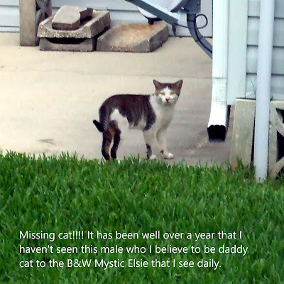 gray and white male community cat