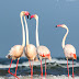 Greater Flamingos