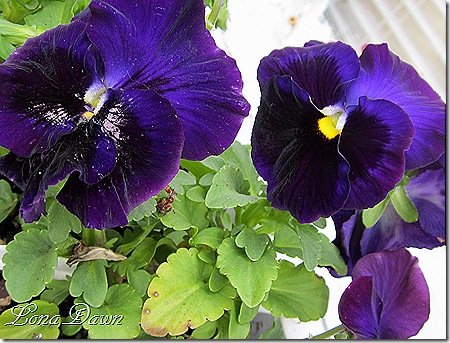 Pansy_Purple