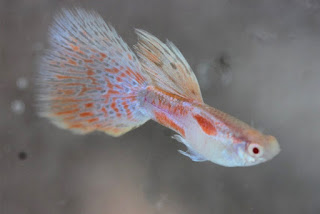 Jual Guppy Albino Red Grass,  Harga Guppy Albino Red Grass,  Toko Guppy Albino Red Grass,  Diskon Guppy Albino Red Grass,  Beli Guppy Albino Red Grass,  Review Guppy Albino Red Grass,  Promo Guppy Albino Red Grass,  Spesifikasi Guppy Albino Red Grass,  Guppy Albino Red Grass Murah,  Guppy Albino Red Grass Asli,  Guppy Albino Red Grass Original,  Guppy Albino Red Grass Jakarta,  Jenis Guppy Albino Red Grass,  Budidaya Guppy Albino Red Grass,  Peternak Guppy Albino Red Grass,  Cara Merawat Guppy Albino Red Grass,  Tips Merawat Guppy Albino Red Grass,  Bagaimana cara merawat Guppy Albino Red Grass,  Bagaimana mengobati Guppy Albino Red Grass,  Ciri-Ciri Hamil Guppy Albino Red Grass,  Kandang Guppy Albino Red Grass,  Ternak Guppy Albino Red Grass,  Makanan Guppy Albino Red Grass,  Guppy Albino Red Grass Termahal,  Adopsi Guppy Albino Red Grass,  Jual Cepat Guppy Albino Red Grass,  Kreatif Guppy Albino Red Grass,  Desain Guppy Albino Red Grass,  Order Guppy Albino Red Grass,  Kado Guppy Albino Red Grass,  Cara Buat Guppy Albino Red Grass,  Pesan Guppy Albino Red Grass,  Wisuda Guppy Albino Red Grass,  Ultah Guppy Albino Red Grass,  Nikah Guppy Albino Red Grass,  Wedding Guppy Albino Red Grass,  Flanel Guppy Albino Red Grass,  Special Guppy Albino Red Grass,  Suprise Guppy Albino Red Grass,  Anniversary Guppy Albino Red Grass,  Moment Guppy Albino Red Grass,  Istimewa  Guppy Albino Red Grass,  Kasih Sayang  Guppy Albino Red Grass,  Valentine  Guppy Albino Red Grass,  Tersayang Guppy Albino Red Grass,  Unik Guppy Albino Red Grass, 