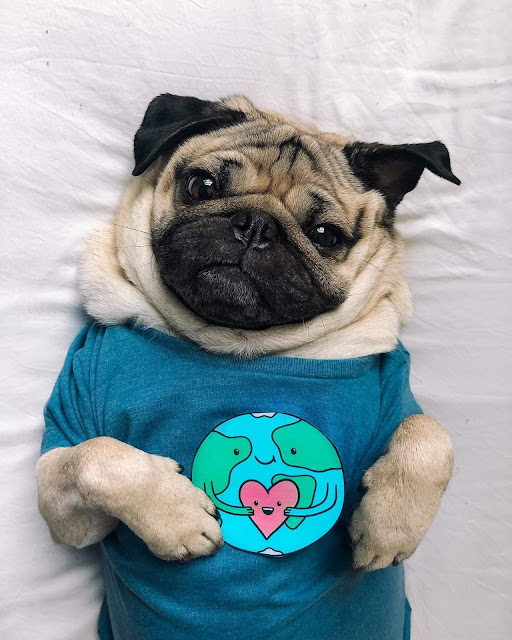 Pug