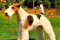 Fox Terrier (pelo duro)