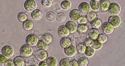 6 Jenis Chlorophyta Ganggang Hijau Contoh Gambar 