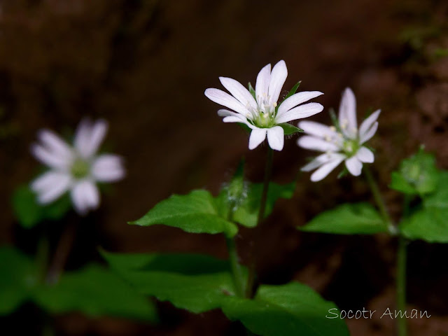 Stellaria sessiliflora