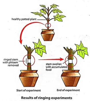 translocation of food in plants