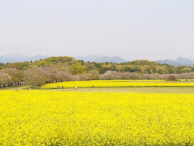 宮崎県・西都原古墳群の桜と菜の花