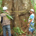 Manejo Sustentável: Ouro Verde do Acre