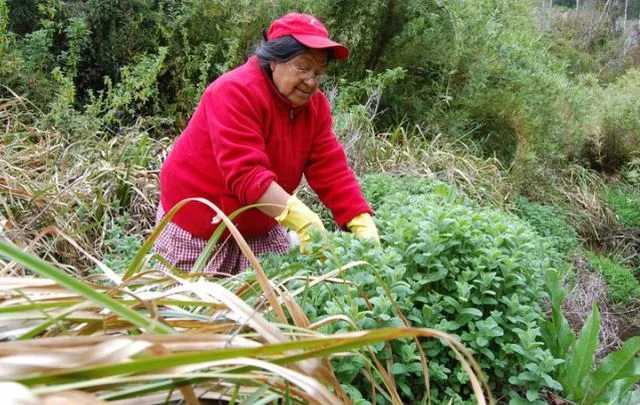 La desconocida labor de los recolectores del bosque en Chile