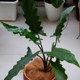 13 macam Alocasia Cantik yang Akan Mencuri Hatimu, alocasia lauterbachiana